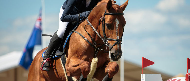 Horse - Breastplates & Martingales Horse - Breastplates & Martingales