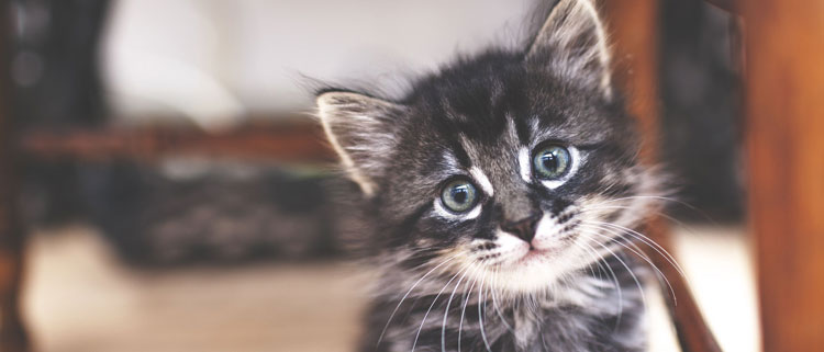 Kitten Food Cat - Food - Kitten