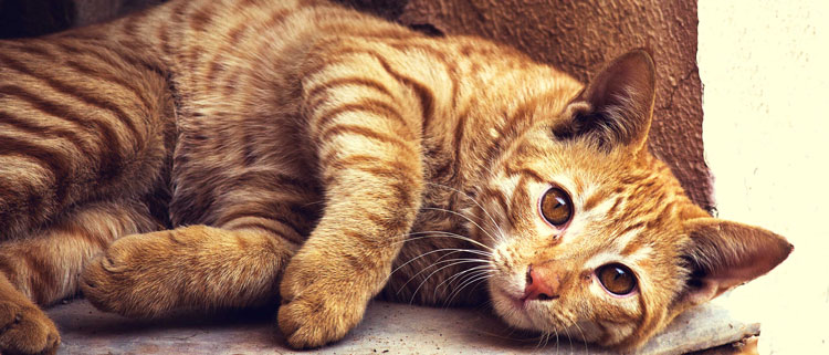 Cat - General Health Cat - General Health