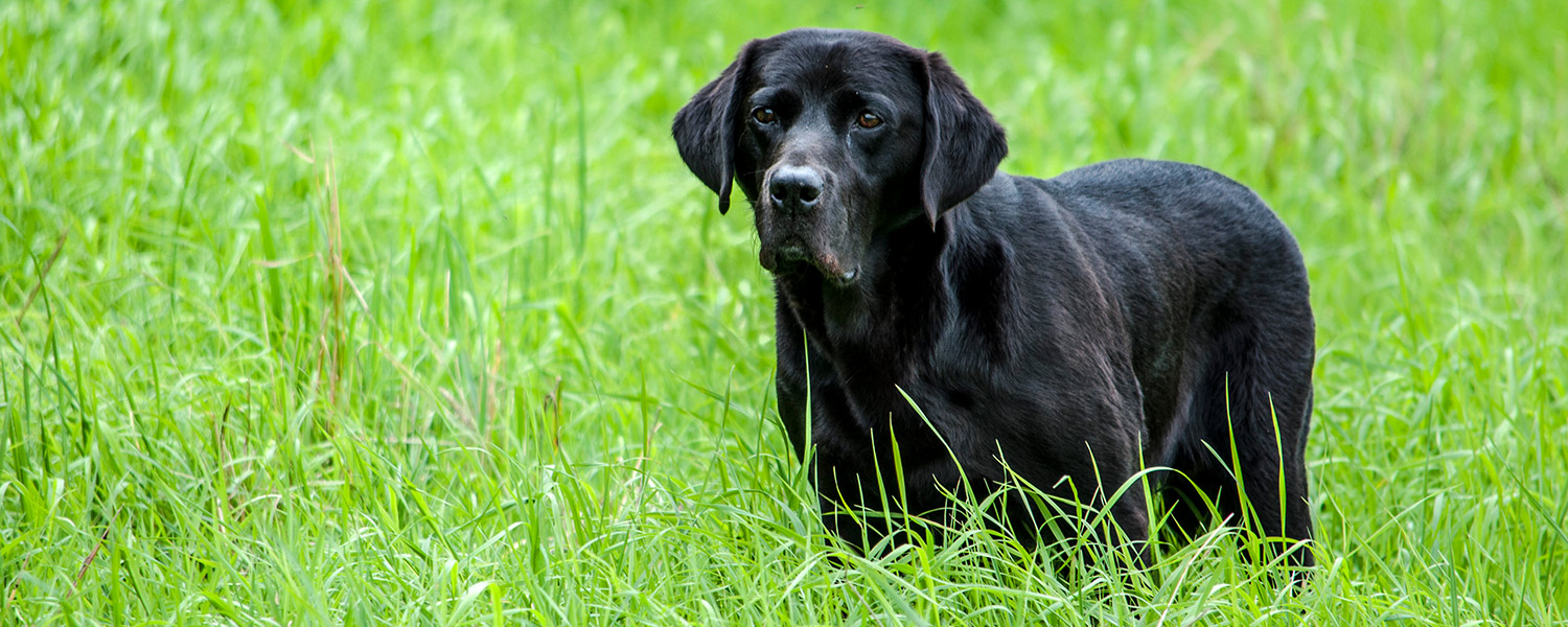 Dog Food - Senior Dog Food - Senior
