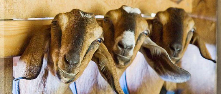 Goat - Feed Goat - Feed