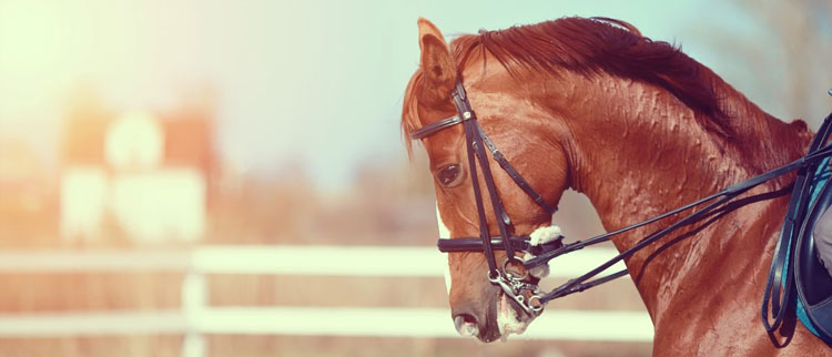 Horse - Bits Horse - Bits