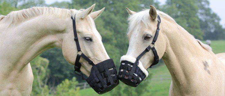 Horse - Grazing Muzzle Horse - Grazing Muzzle
