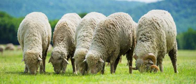 Sheep - Feed Sheep - Feed