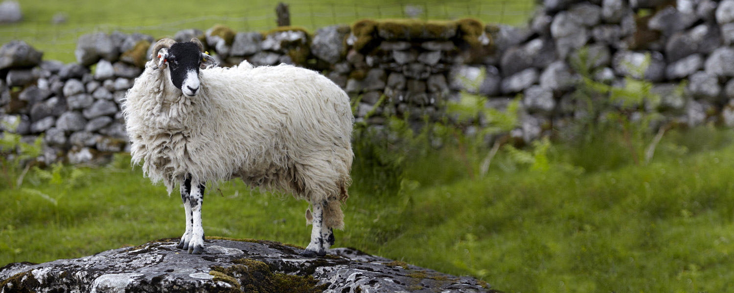 Smallholder - Sheep Smallholder - Sheep