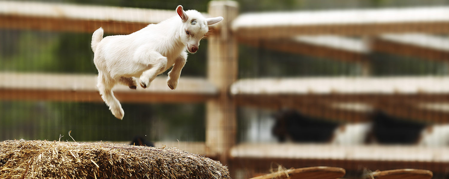 Smallholder - Goat Smallholder - Goat