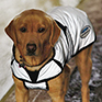 Weatherbeeta ComFiTec Reflective Dog Coat Silver