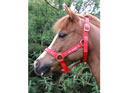 Hy Equestrian Christmas Headcollar & Lead Rope Set