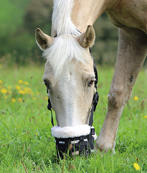 Shires Deluxe Comfort Grazing Muzzle Shires Deluxe Comfort Grazing Muzzle