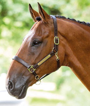 Bridleway Leather Headcollar with brass nameplate Bridleway Leather Headcollar with brass nameplate