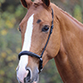 Shires Blenheim Padded Drop Noseband