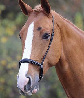 Shires Blenheim Padded Drop Noseband Shires Blenheim Padded Drop Noseband