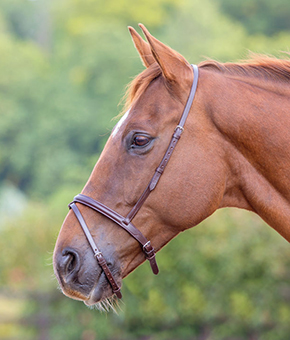 Shires Blenheim Flash Noseband Shires Blenheim Flash Noseband