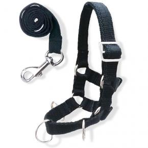 Crafty Ponies Lunge Set With Cavesson and Lunge Line Crafty Ponies Lunge Set With Cavesson and Lunge Line