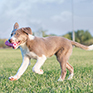 KONG Puppy Teething Stick (Blue/Pink)