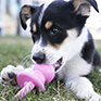 KONG Puppy Binkie (Blue/Pink)
