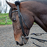 Shires Lunging Adapter
