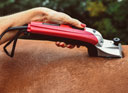Black Beauty Mains Clipper