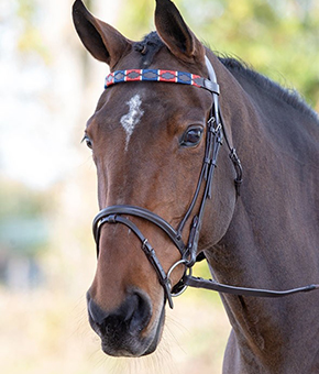 Shires Blenheim Leather Polo Browband Red/Navy Shires Blenheim Leather Polo Browband Red/Navy
