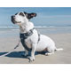 Red Dingo Padded Harness For Dogs - Grey