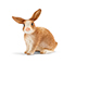 Schleich Rabbit