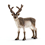 Schleich Reindeer