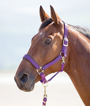 Shires Topaz Nylon Headcollar Purple Shires Topaz Nylon Headcollar Purple