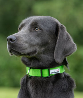 Doodlebone Bold Padded Dog Collar Doodlebone Bold Padded Dog Collar