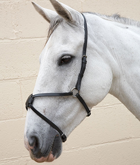 Hy Mexican Grackle Noseband Hy Mexican Grackle Noseband