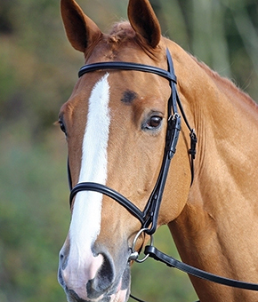 Shires Aviemore Raised Cavesson Bridle Shires Aviemore Raised Cavesson Bridle