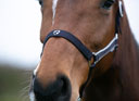 Hy Equestrian Synergy Heacollar and Lead Rope Set in Navy