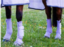 Horseware Amigo Fly Boots (Lavender)