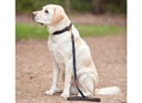 The Weatherbeeta Leather Plaited Dog Collar Navy/Brown