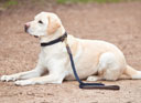 The Weatherbeeta Leather Plaited Dog Collar Navy/Brown