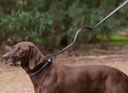 Weatherbeeta Reflective Dog Lead Black/Pink