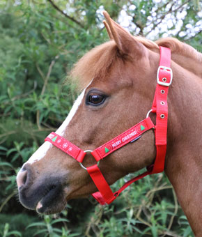 Hy Equestrian Christmas Headcollar & Lead Rope Set