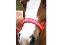 Hy Equestrian Christmas Headcollar & Lead Rope Set