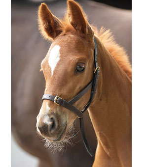 Shires Velociti GARA Leather Foal Slip Shires Velociti GARA Leather Foal Slip