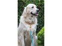 Digby & Fox Reflective Dog Lead Teal