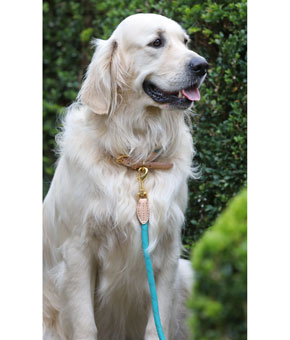 Digby & Fox Reflective Dog Lead Teal