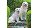Digby & Fox Reflective Dog Lead Teal