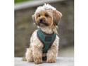 Digby & Fox Heritage Harness Forest Green