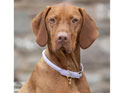 Digby & Fox Rolled Leather Dog Collar Lilac