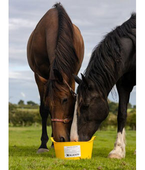 Dallas Keith Equine Flexi Garlic Dallas Keith Equine Flexi Garlic