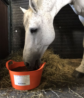 Dallas Keith Equine Flexi Turmeric Dallas Keith Equine Flexi Turmeric