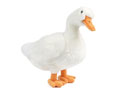 Living Nature Duck Large 35cm Plush Toy