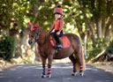 LeMieux Mini Fly Hood - Sienna