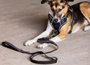 LeMieux Henley Bungee Dog Lead Black