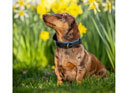 LeMieux Windsor Dog Collar Black/Ice Blue