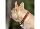 LeMieux Oxford Dog Collar Tan